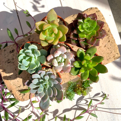 多肉植物寄せ植え 一寸鉢セットA 多肉植物 ちいさな多肉屋Rinrin 通販