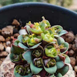 SALE❣️塊根　ユーフォルビア　薔薇大戟　3cm   1株 2枚目の画像