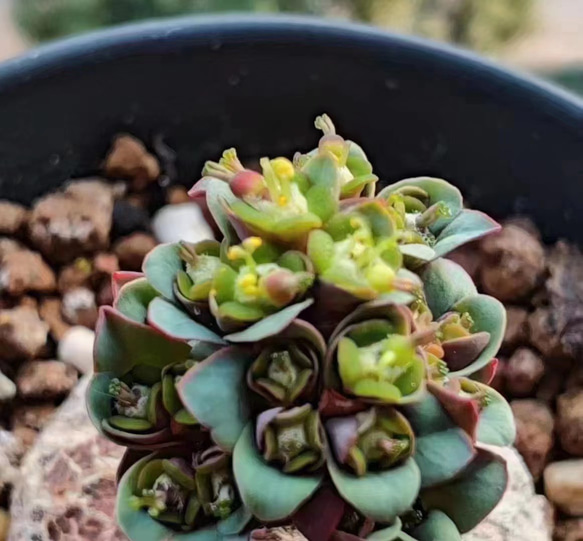 SALE❣️塊根　ユーフォルビア　薔薇大戟　3cm   1株 2枚目の画像