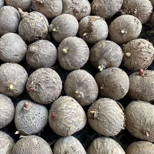 SALE❣️塊根 ユーフォルビア 薔薇大戟 3cm 1株 多肉植物 愛多肉-(AI