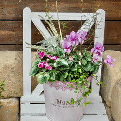 心に寄り添う 寄せ植え 存在感たっぷり 希少なシクラメンジックス