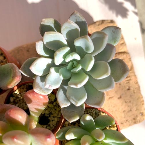 多肉植物寄せ植え 一寸鉢セットB 多肉植物 ちいさな多肉屋Rinrin 多肉植物寄せ植え 一寸鉢セットB 多肉植物 ちいさな多肉屋Rinrin
