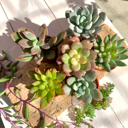 多肉植物寄せ植え 一寸鉢セットB 多肉植物 ちいさな多肉屋Rinrin