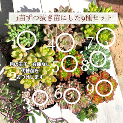 大人気韓国苗】ポトシナ 多肉植物 エケベリア 多肉植物 ちいさな多肉屋