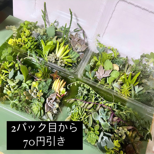 〜多肉植物カット苗詰め合わせ〜100gパック (フードパック発送!) 2枚目の画像