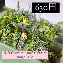 〜多肉植物カット苗詰め合わせ〜100gパック (フードパック発送!) 1枚目の画像