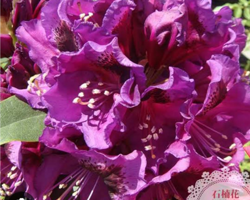 5005b25610b03e544431d280eee67e