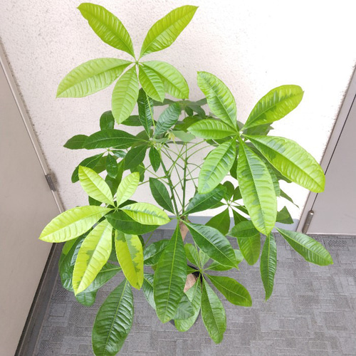 超激レアもの‼️パキラムーンライト❗️斑入り‼️高さ82◎！幹太樹形綺麗！接木！ 現品】超激レア パキラムーンライト 高さ94 幹太 樹形綺麗