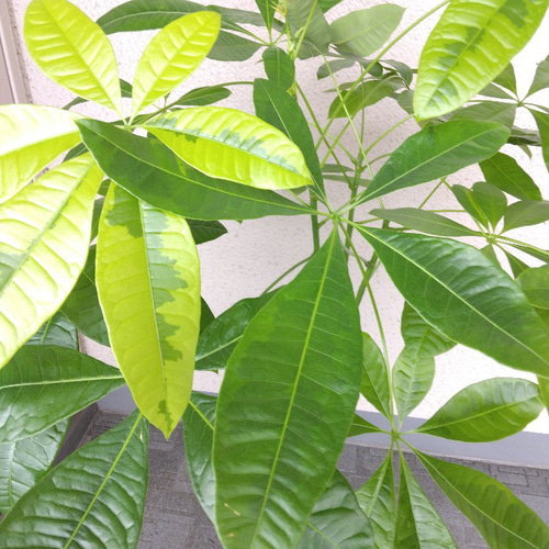 超絶希少❗️希少な白斑❗️幹曲がり❗️パキラ ムーンライト 実生✨ 園芸