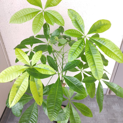 現品】①希少レア パキラ・ムーンライト 斑入り 観葉植物 高さ