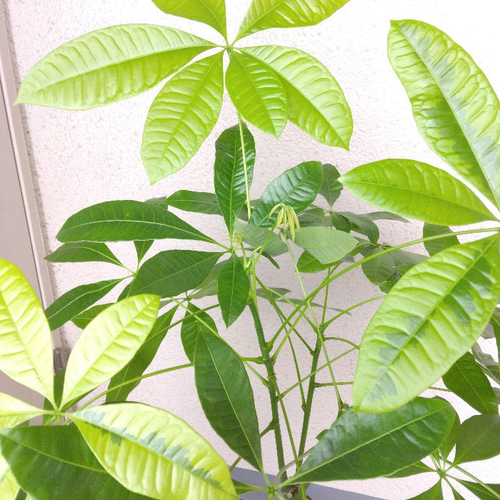 パキラ　斑入り　希少　レア 観葉植物】【極希少】実生 斑入りパキラ 4寸鉢 | 観葉植物