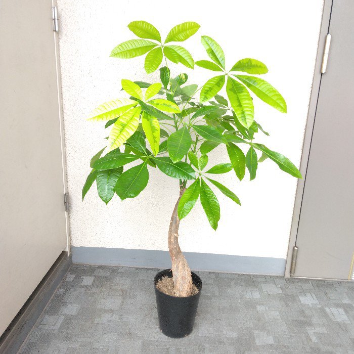 超激レアもの‼️パキラムーンライト❗️斑入り‼️樹形綺麗！高さ
