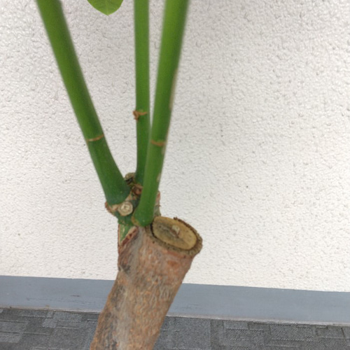 現品】①希少レア パキラ・ムーンライト 斑入り 観葉植物 高さ
