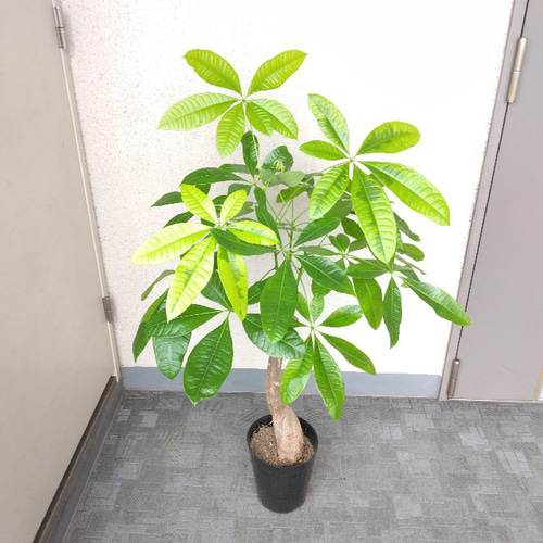 現品】①希少レア パキラ・ムーンライト 斑入り 観葉植物 高さ