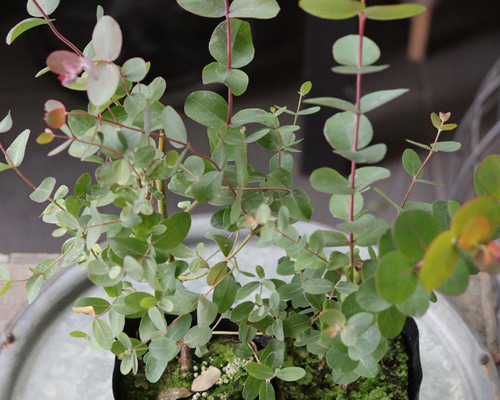 8e7caeac5bc262402d24953667f28d