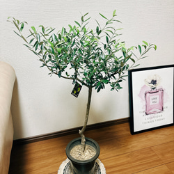 ［現品］☆Creema限定お買い得品☆  オリーブ　ネバディロブランコ　創樹　観葉植物　おしゃれ　プラ鉢　6号　かわいい 2枚目の画像