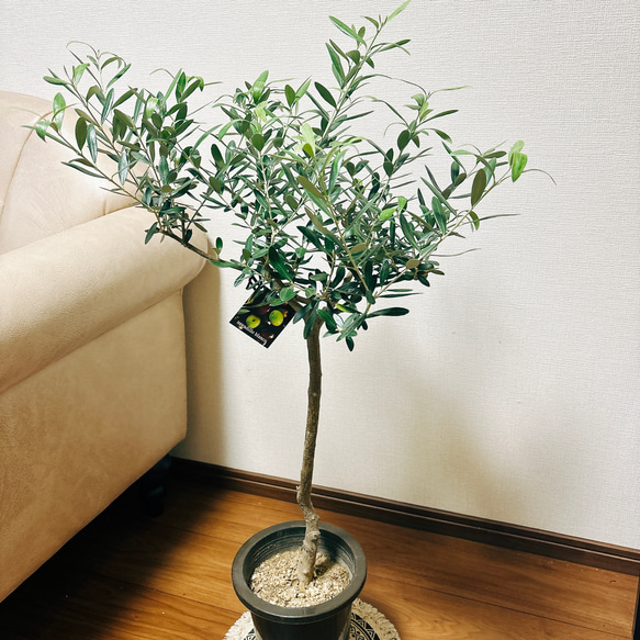 ［現品］☆Creema限定お買い得品☆  オリーブ　ネバディロブランコ　創樹　観葉植物　おしゃれ　プラ鉢　6号　かわいい 3枚目の画像