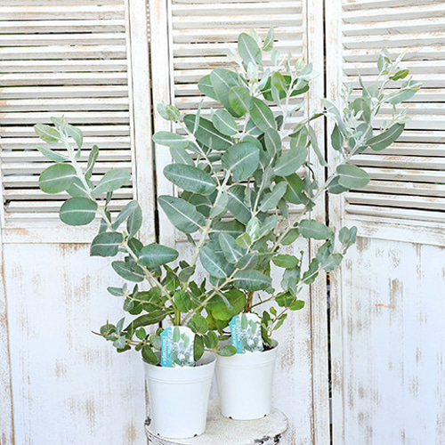 ユーカリ 中型 常緑樹 ユーカリ 中型 常緑樹 ユーカリ 常緑樹」の人気