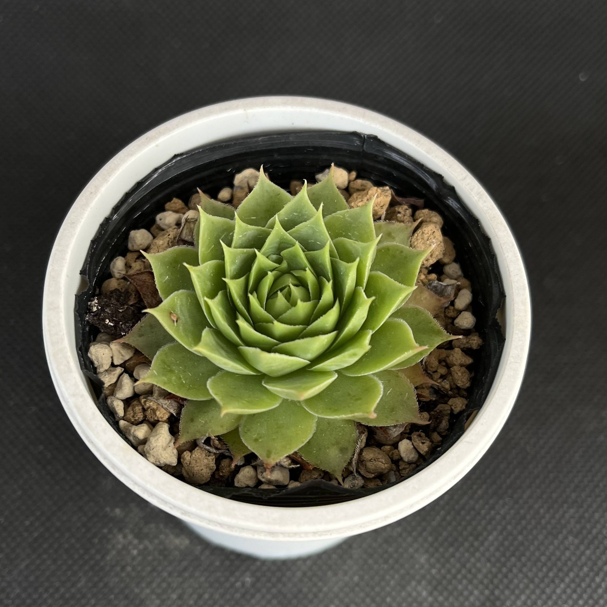 サンドロップ センペルビウム 多肉植物 多肉植物 kanomarihome 通販
