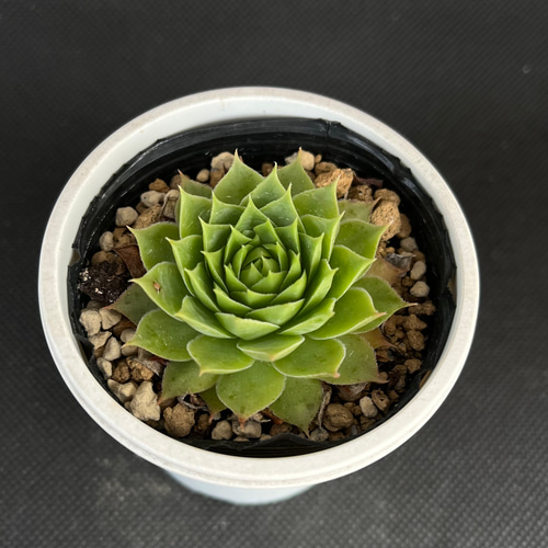 センペルビウム　サンドロップ サンドロップ センペルビウム 多肉植物 多肉植物 kanomarihome 通販