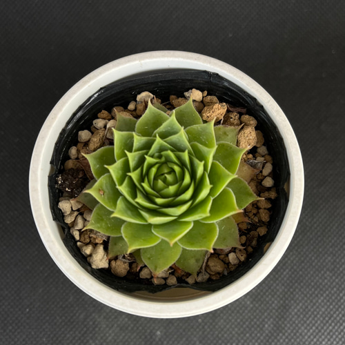 センペルビウム　サンドロップ サンドロップ センペルビウム 多肉植物 多肉植物 kanomarihome 通販