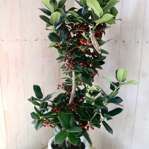 赤い実つき♡立派♡クリスマスホーリー♡西洋ヒイラギ♡鉢ごと