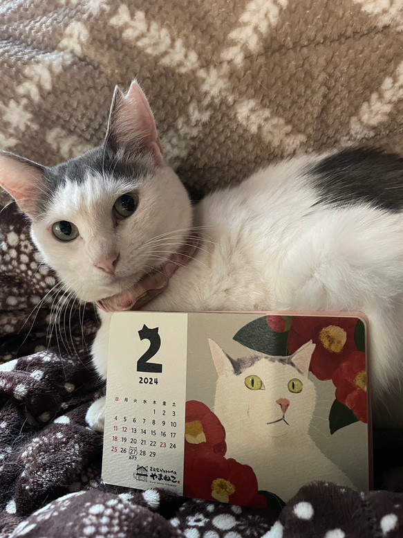 2024年　猫イラストの卓上カレンダー(本体のみ) 6枚目の画像