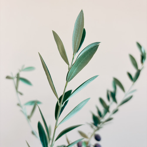 在庫］【希少】☆実付き☆ オリーブ アルベキーナ 10号 観葉植物 レア