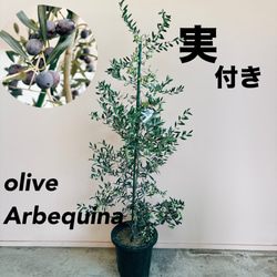 ［現品］【希少】 1番　オリーブ　アルベキーナ　6号　屋外　レア　オリーブの木 現品］【希少】 1番 オリーブ アルベキーナ 6号 屋外 レア