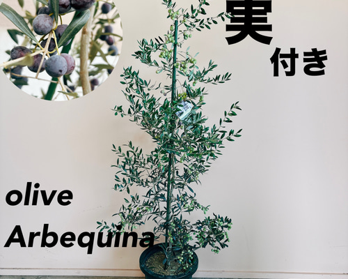 在庫］【希少】☆実付き☆ オリーブ アルベキーナ 10号 観葉植物