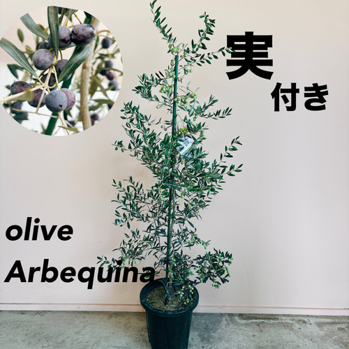 在庫］【希少】☆実付き☆ オリーブ アルベキーナ 10号 観葉植物 レア