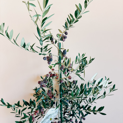 在庫］【希少】☆実付き☆ オリーブ アルベキーナ 10号 観葉植物 レア