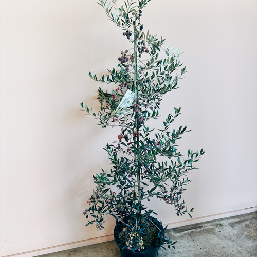 在庫］【希少】☆実付き☆ オリーブ アルベキーナ 10号 観葉植物 レア
