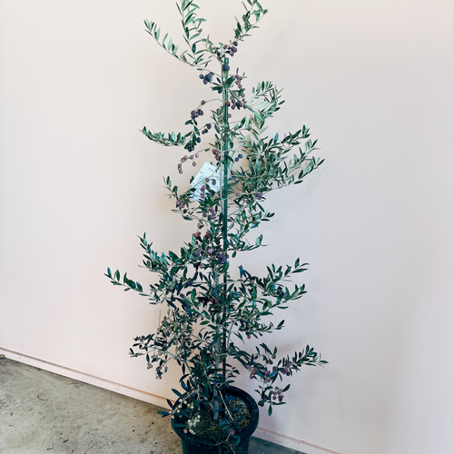 19800円より3000円お値引き販売です。沢山実付オリーブ・アルベキナ 19800円より3000円お値引き販売です。沢山実付オリーブ・アルベキナ