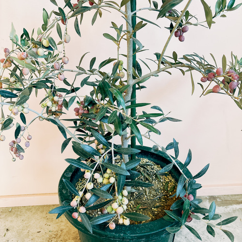在庫］【希少】☆実付き☆ オリーブ アルベキーナ 10号 観葉植物