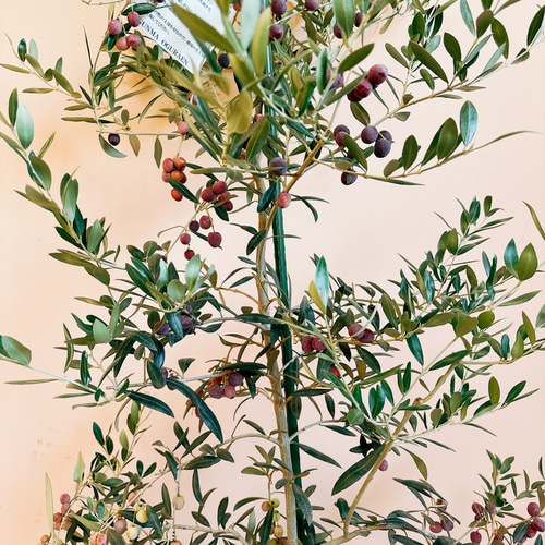 在庫］【希少】☆実付き☆ オリーブ アルベキーナ 10号 観葉植物