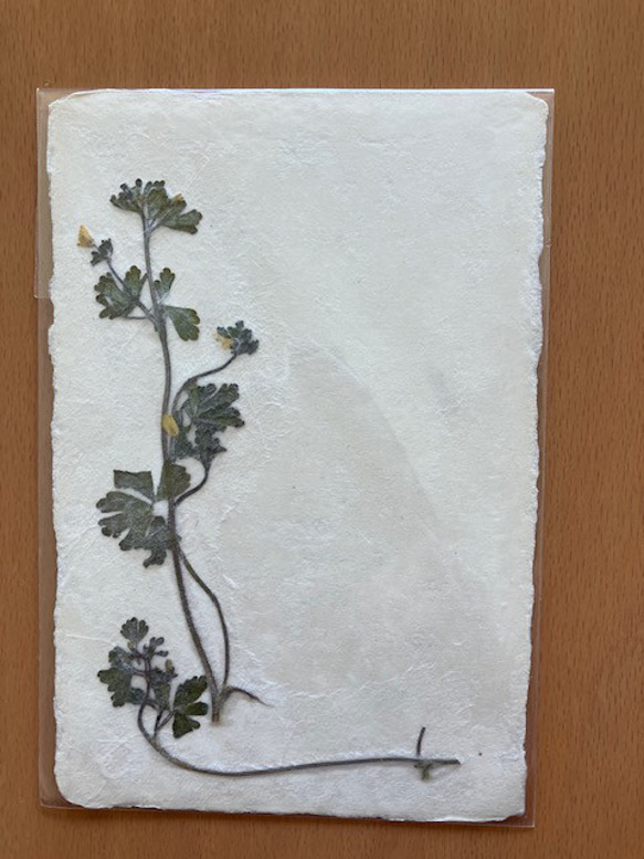 美濃和紙に押し花をアレンジしたポストカード 11枚目の画像