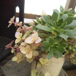 多肉植物 アエオニウムのパフの寄せ植え 4枚目の画像