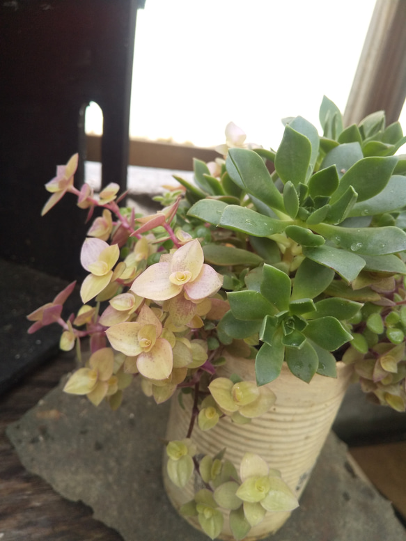 多肉植物 アエオニウムのパフの寄せ植え 4枚目の画像