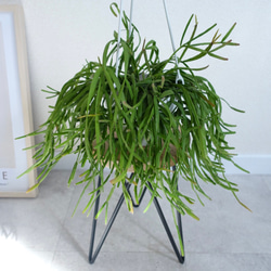スタイリッシュ アムステルダムキング 観葉植物 ショウナン