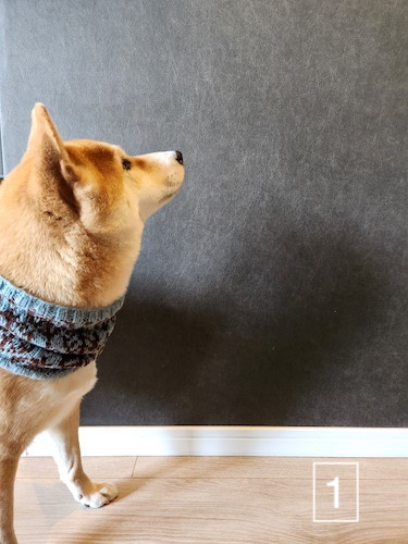 ☆専用☆〖美品〗テレサカンビ スヌード 犬 ネックウォーマー ベージュ 完売 楽天市場】メッシュ（適正犬種ゴールデン レトリバー