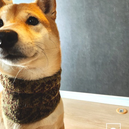 犬用ネックウォーマー ペット服・アクセサリー BB 通販｜Creema 