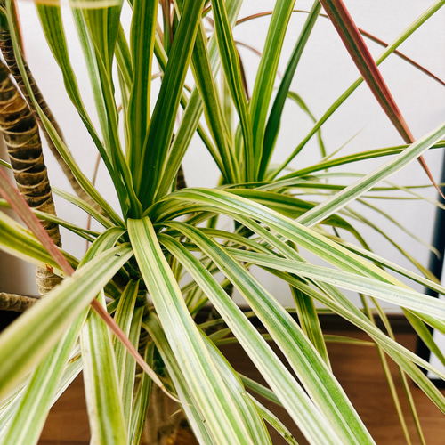 現品］☆2色植え☆ ドラセナコンシンネ レインボー×ホワイボリー