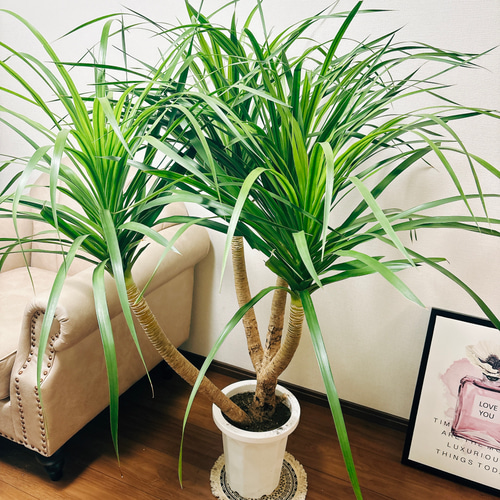 現品］【希少】☆人気商品☆ 3番 ドラセナ カンボジアーナ 8号 観葉