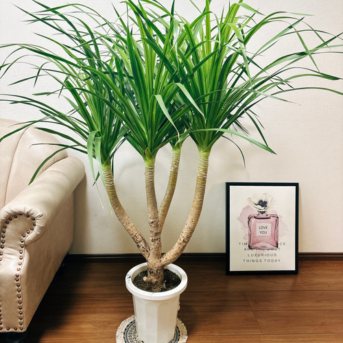 現品］【希少】☆人気商品☆ 3番 ドラセナ カンボジアーナ 8号 観葉