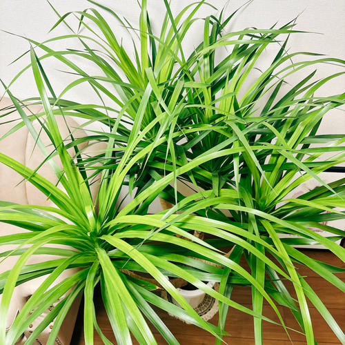 現品】ドラセナ・カンボジアーナ 多頭 マルチヘッド 8号 T4番