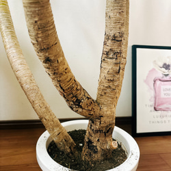 ［現品］【希少】☆人気商品☆ 3番　ドラセナ　カンボジアーナ　8号　観葉植物　室内　大型　幸福の木　プラスチック鉢 8枚目の画像