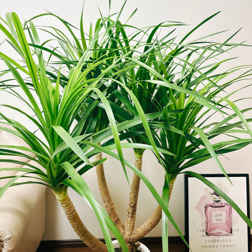 観葉植物＊ドラセナ＊ドラセナカンボジアーナ＊写真の現物③ 観葉植物 ドラセナ カンボジアーナ 8号 パボ トール アースブラウン