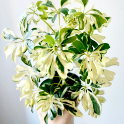 ②11/14撮影 シェフレラ ジェニーネ 観葉植物 小型 その他インテリア