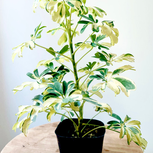 ②11/14撮影 シェフレラ ジェニーネ 観葉植物 小型 その他インテリア